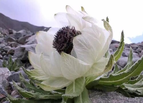 雪莲花可以泡水喝吗