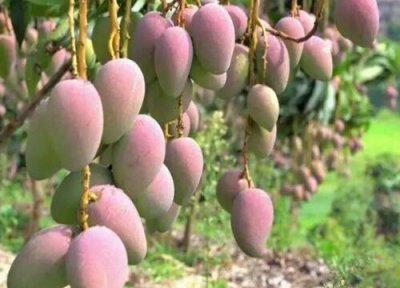 芒果树冬天落叶吗 芒果树冬天落叶是怎么回事