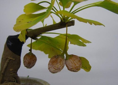 白果树几年结果实