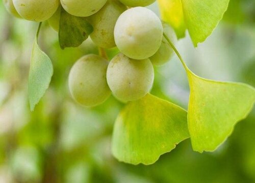 白果树几年结果实