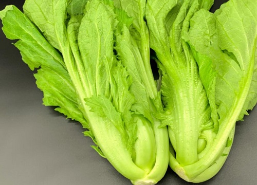 芥菜是什么菜
