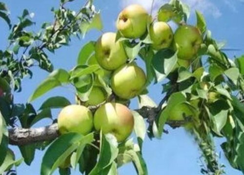 苹果梨什么时候成熟