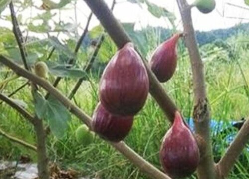 无花果树冬天落叶吗