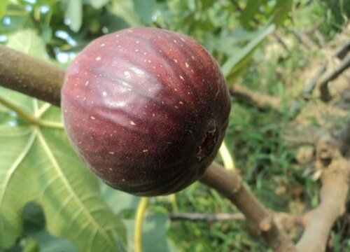 无花果树冬天落叶吗