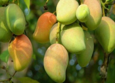芒果成熟上市时间 芒果几月份成熟上市