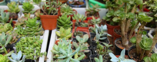 养多肉的3个正确方法