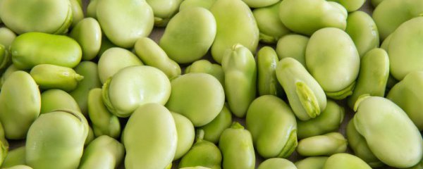蚕豆几月份成熟