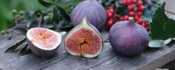 山东无花果几月份成熟