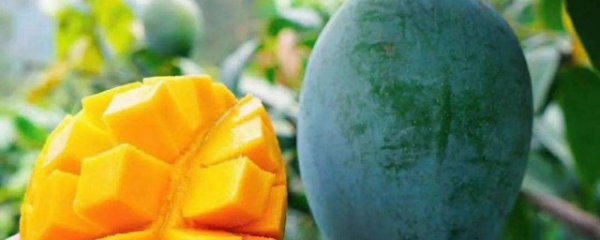 攀枝花凯特芒果几月份成熟