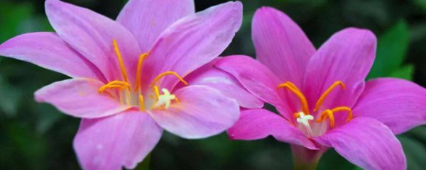 韭菜莲怎么养过冬