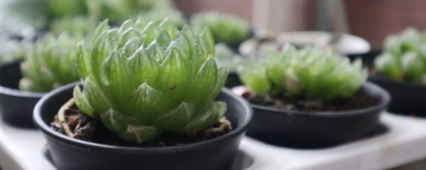 玉露怎么养才能安全过冬