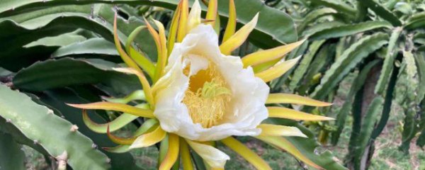 火龙果花什么季节开放