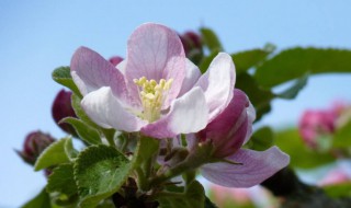苹果花是什么季节开放 苹果花哪个季节开放呢