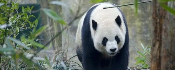 熊猫怎么叫