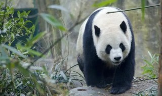 熊猫怎么叫 熊猫是怎么叫的
