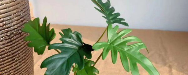 小天使植物怎么养