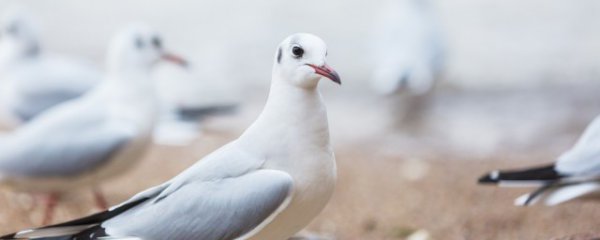 小鸽子怎么养