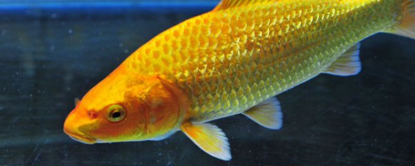 黄金锦鲤怎么养