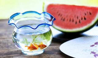 虾虎怎么养 淡水虾虎鱼怎么养