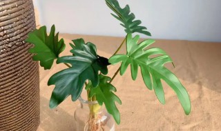 小天使植物怎么养 小天使绿植怎么养