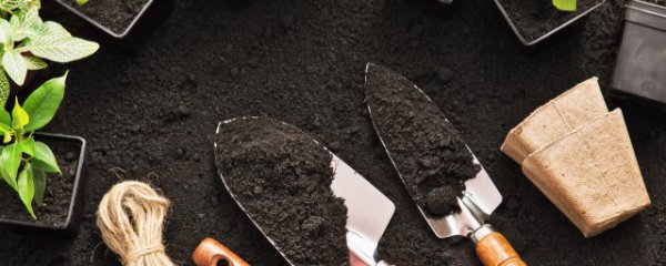 茶叶花怎么养才长得好