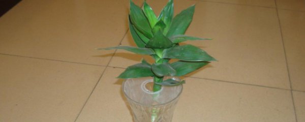 富贵竹子怎么养