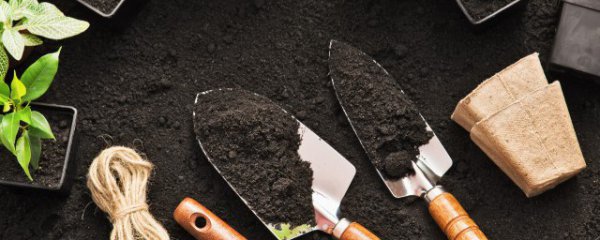 富贵竹怎么发芽