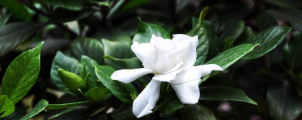 栀子花黄叶子怎么办