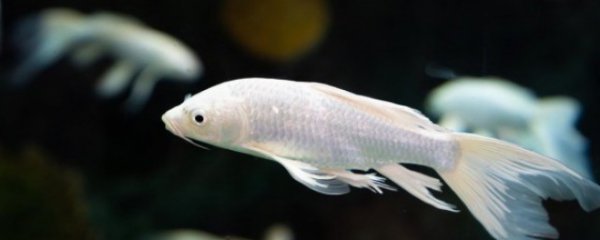 菱角能和鱼一起养吗