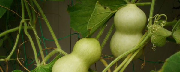 葫芦几月份成熟