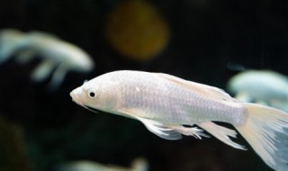 菱角能和鱼一起养吗 菱角和鱼能一起养吗