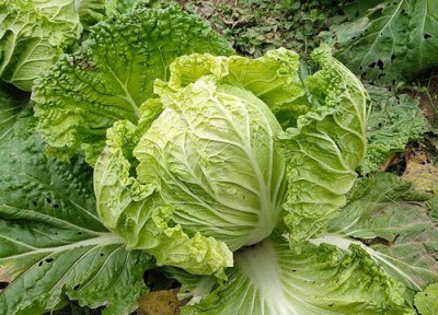 减肥蔬菜有哪些 什么蔬菜最刮油减肥排行