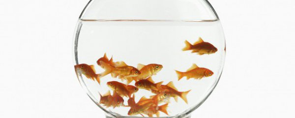金鱼和虾能一起养吗