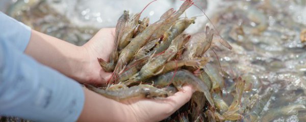 虾和螺能一起养吗