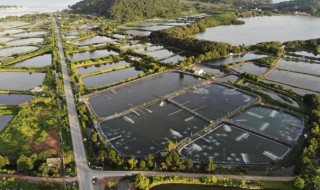 龙虾和黄鳝能一起养吗 龙虾和黄鳝一起养好不好