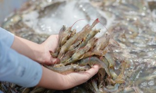 虾和螺能一起养吗 虾和螺能不能混养