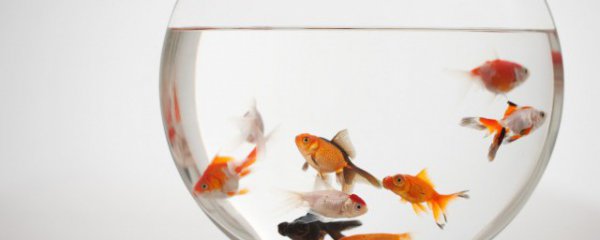 锦鲤能和金鱼一起养吗