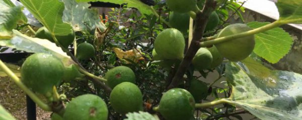 无花果适合院内栽吗