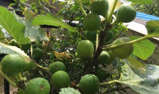无花果适合院内栽吗 无花果树可以种在院子里吗