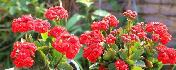 长寿花喜阴还是喜阳