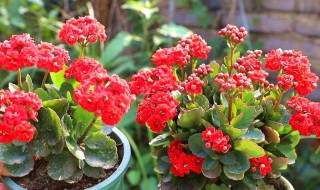长寿花喜阴还是喜阳 长寿花喜欢阳光吗