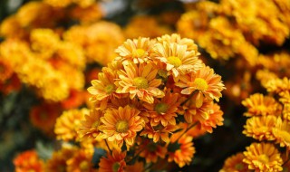 菊花都有什么品种 菊花的品种有哪些