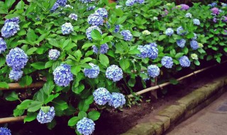 绣球花品种有哪些 绣球花常见品种有哪些