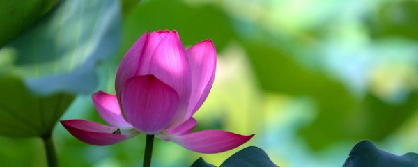 夏季适合种什么花