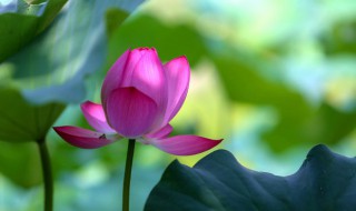 夏季适合种什么花 夏季适合种哪些品种的花