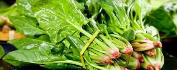 春分可以种什么瓜菜