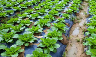 芥菜几月份种 芥菜什么月份种最合适?
