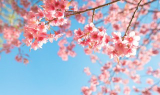 桃树三年内的果树需要拉枝开角吗？ 桃树要不要拉枝