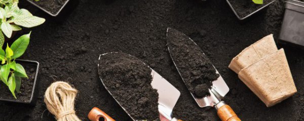 楼顶适合种什么菜