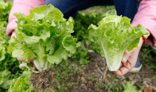 几月份种生菜 生菜几月份种最适合